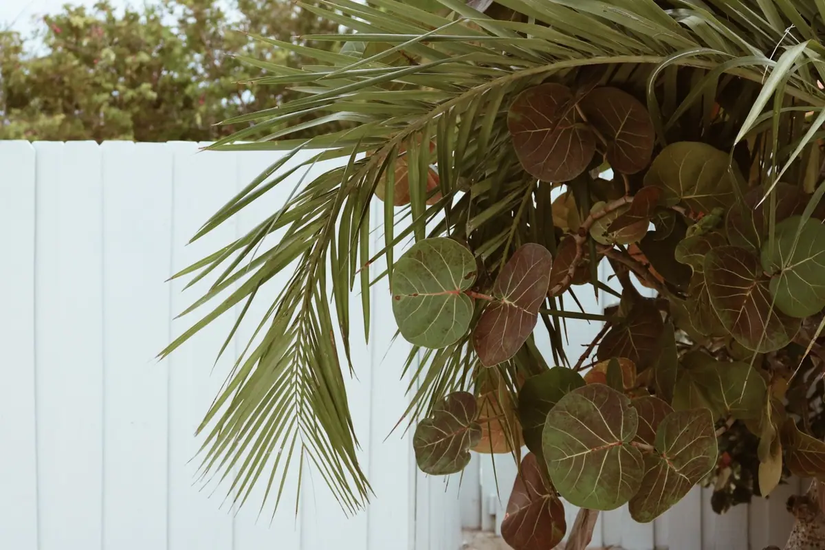 White vinyl fence panels behind palm fronds and sea grape leaves (stock photo)