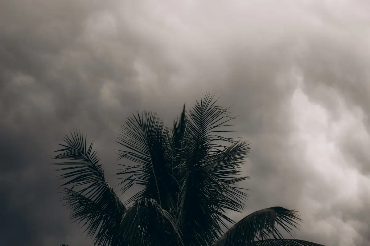 Palm tree silhouette under heavy storm clouds (stock photo)
